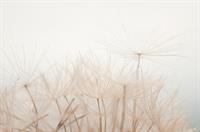 dottore Romano Rizzo